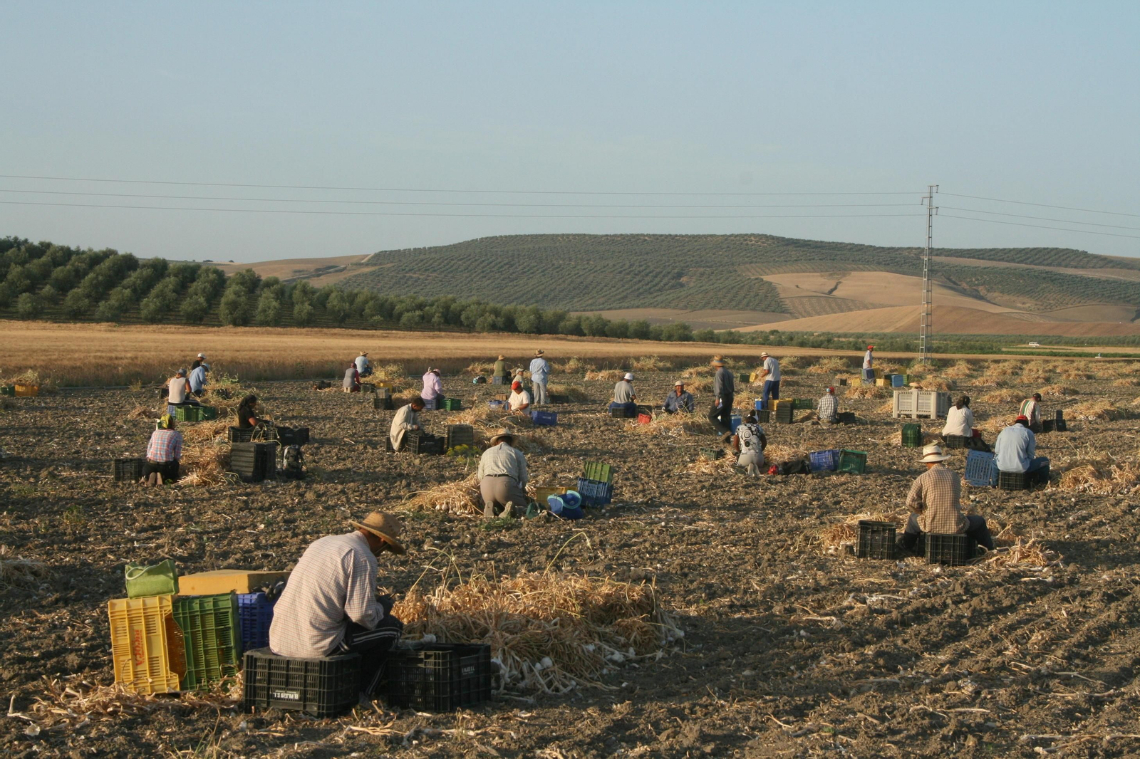 Trabajadores recogiendo ajos en la provincia de Córdoba.