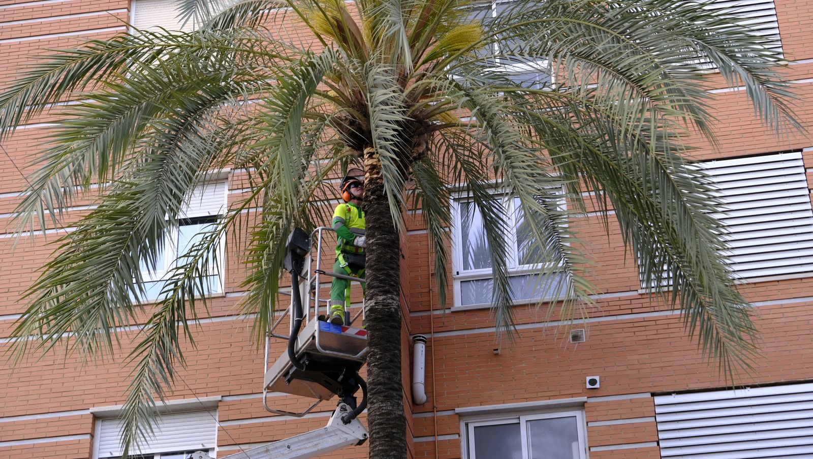 Fotogalería de la poda e inspección de las palmeras de la Avenida Cabo de Gata. Almería.