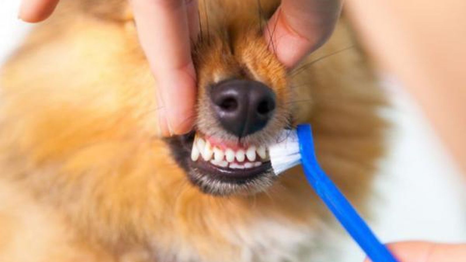 diferentes_formas_de_limpiar_los_dientes_a_un_perro_2200_600