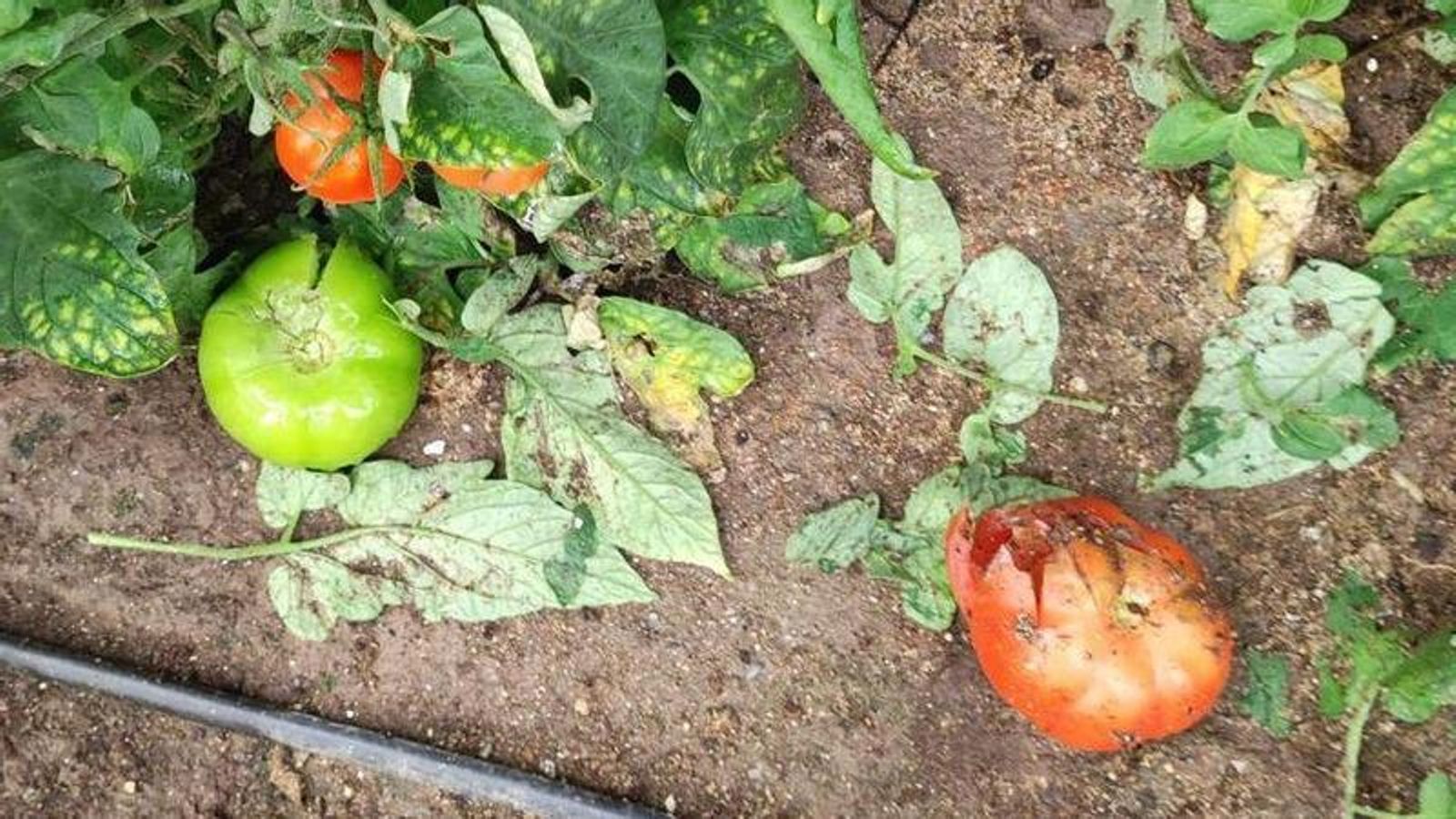 Tomates con daños en El Ejido.