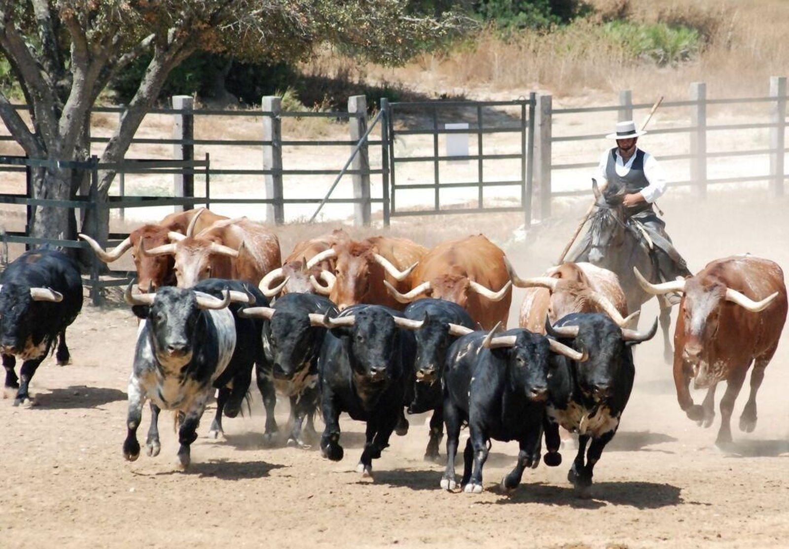 Una imagen de una ganadería de la provincia de Cádiz.