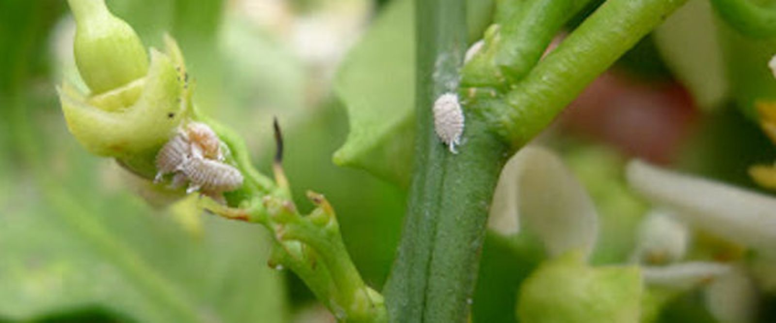 Desarrollan un nuevo insecticida de residuo cero contra la plaga del cotonet