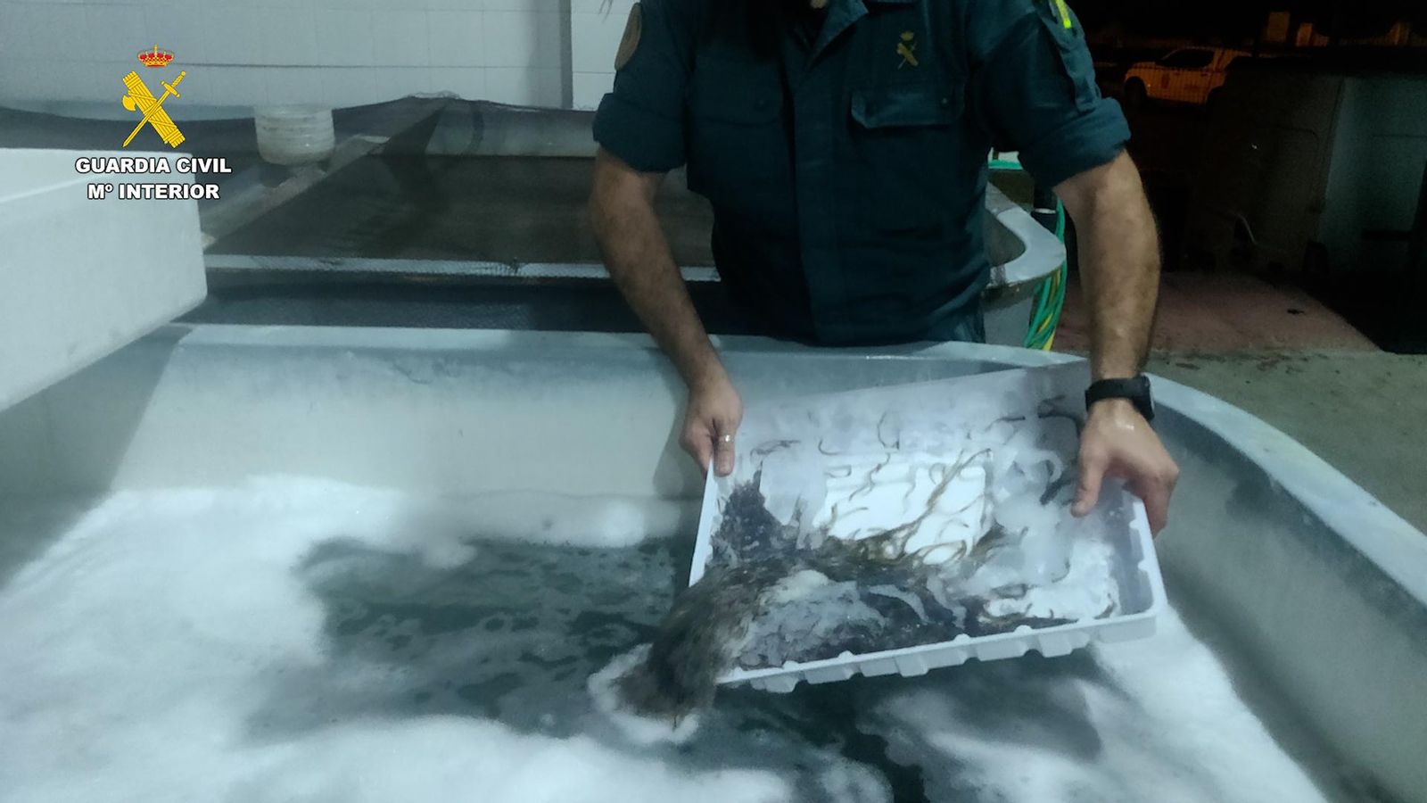 Podrían haber alcanzado en el mercado un valor de más de 250.000 euros.