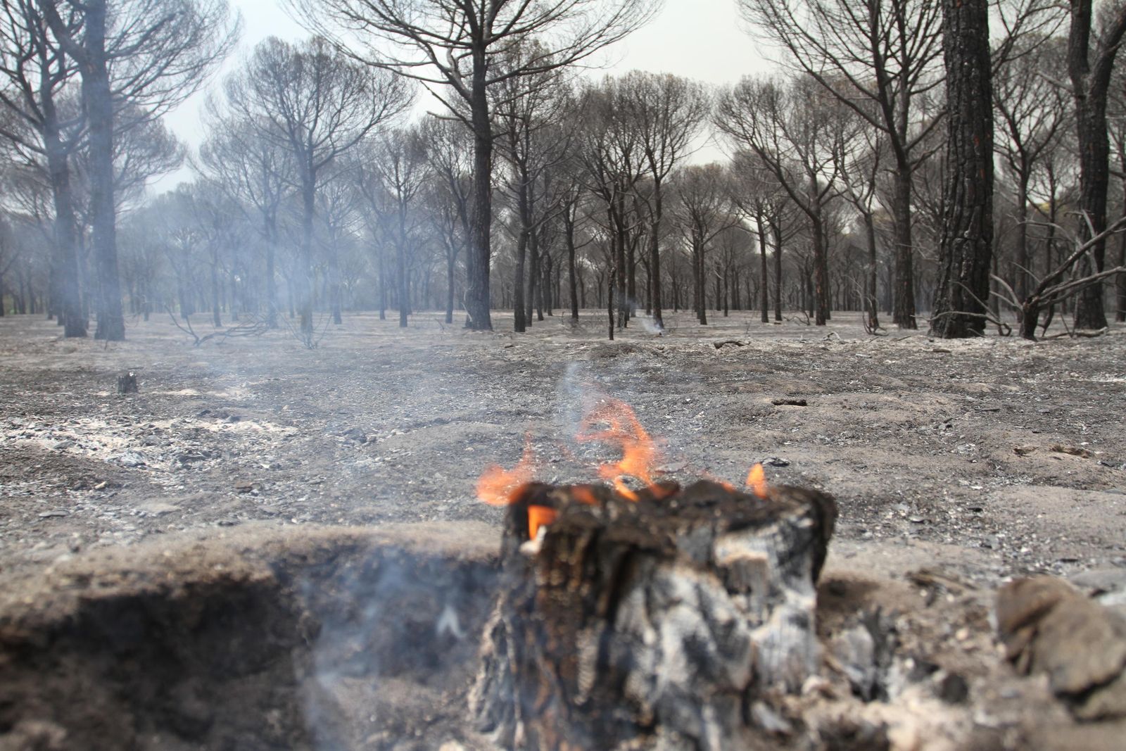Las imágenes del incendio en Moguer y Mazagón