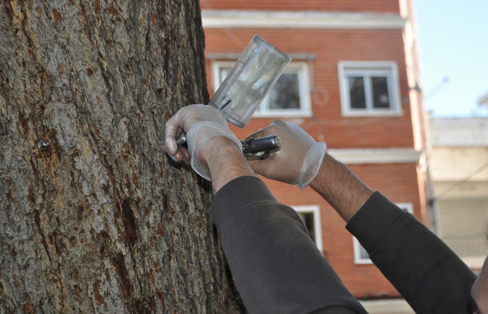 Tratamiento en uno de los pinos de la ciudad para erradicar la oruga procesionaria