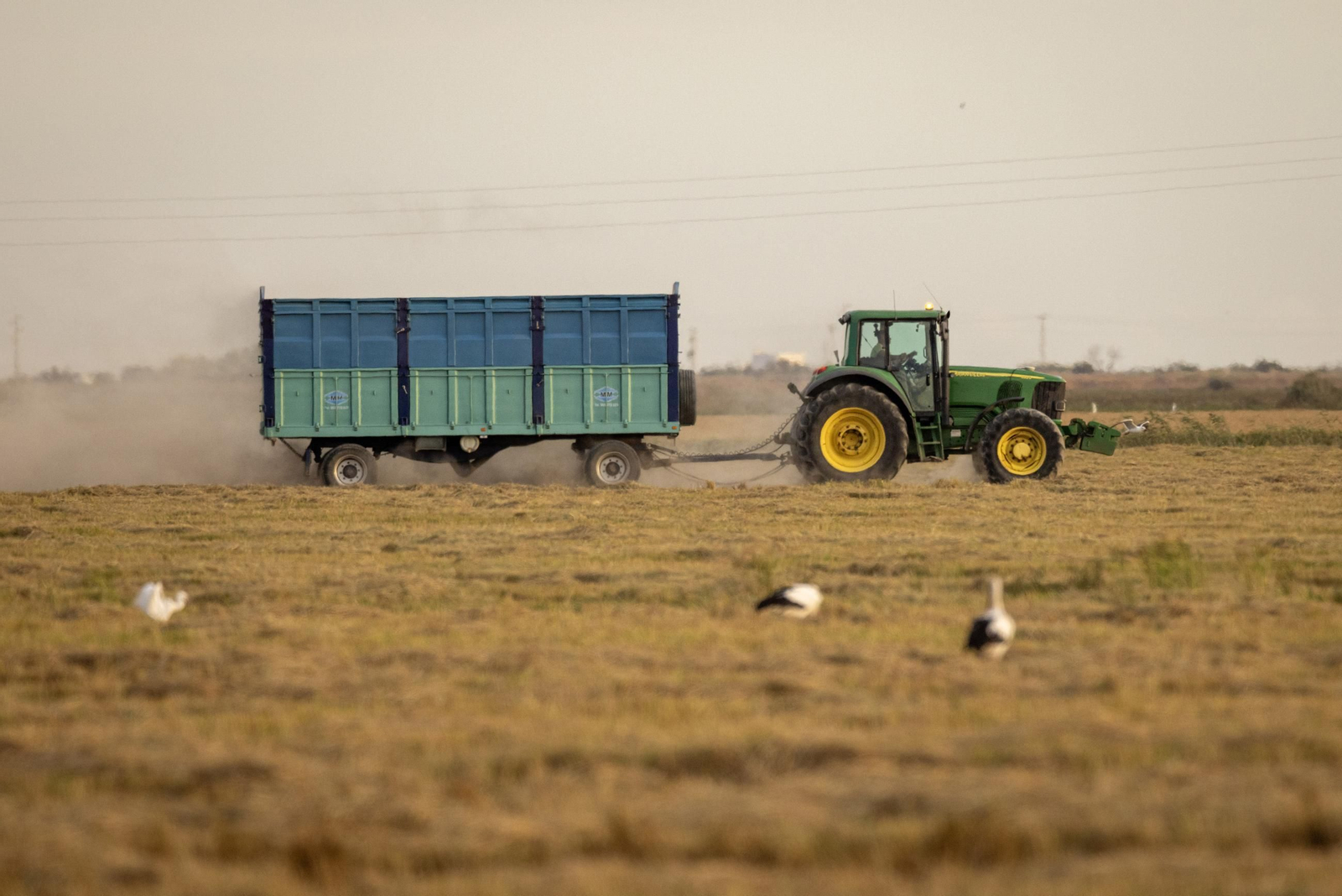 Trabajos de recolección del arroz este mes de octubre