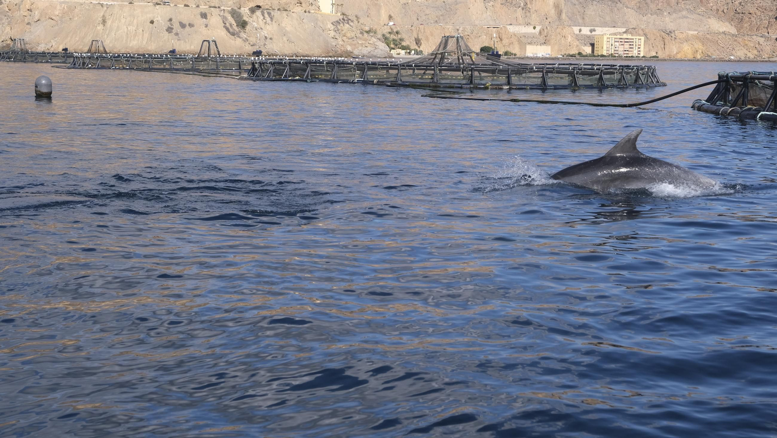 La piscifactoría de El Cañarete, en imágenes