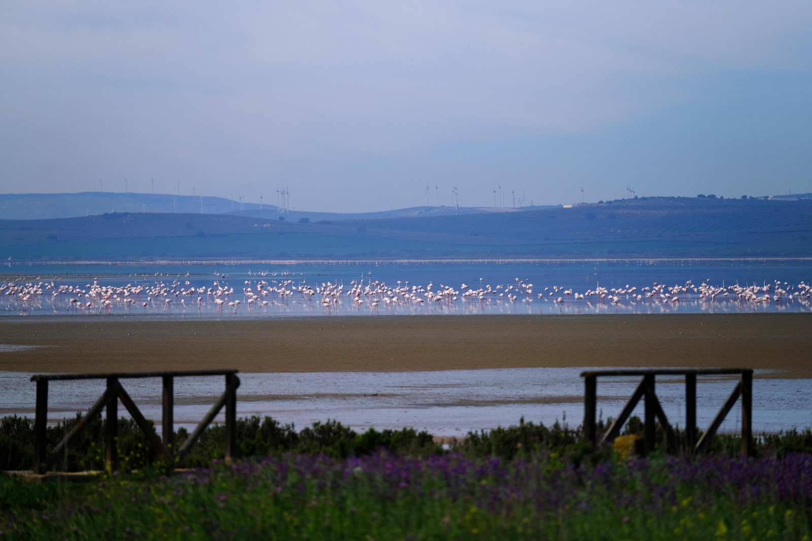 Miles de flamencos llegan a Fuente de Piedra tras las lluvias, en fotos.