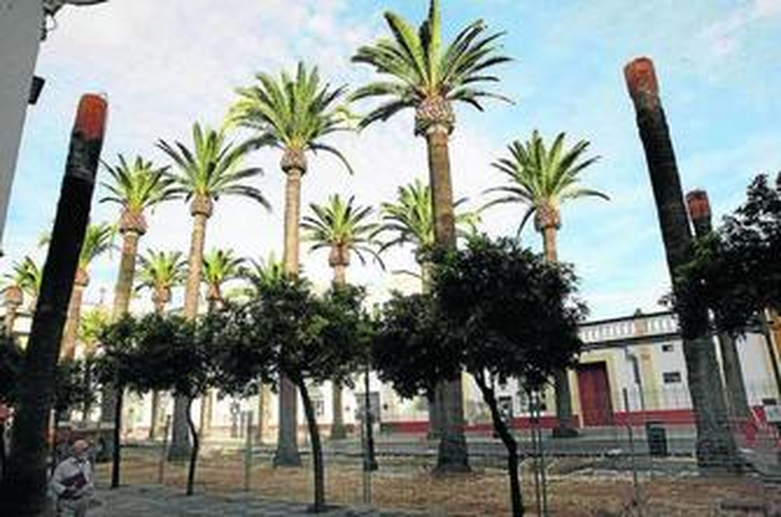 Algunas de las palmeras de la avenida Micaela Aramburu han recibido cirugía, cortándoles el capitel.