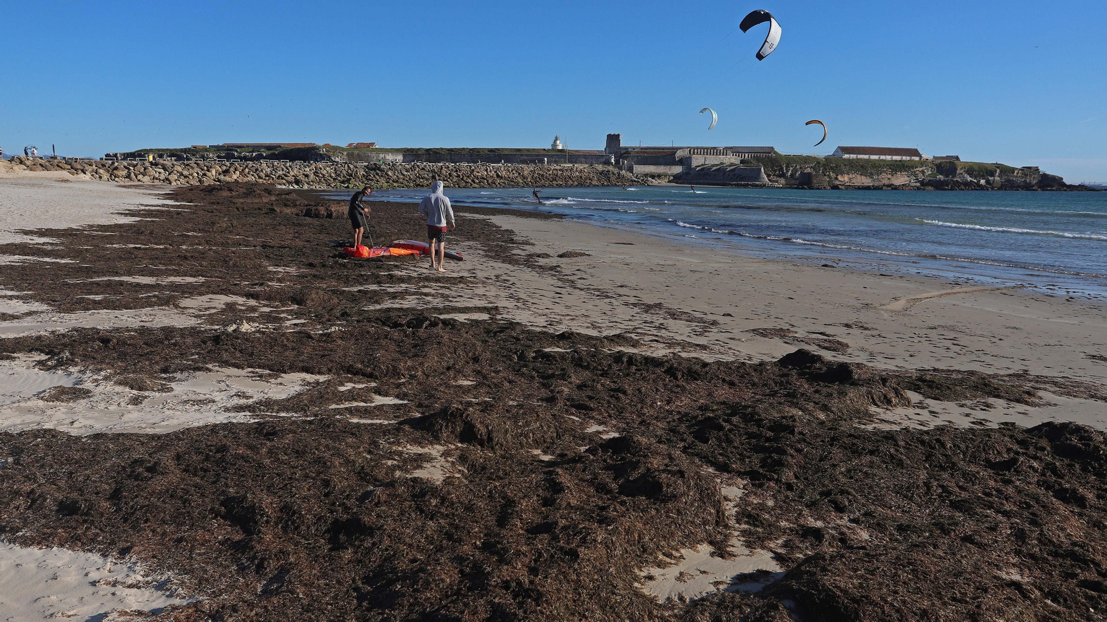 Alga invasora en Tarifa