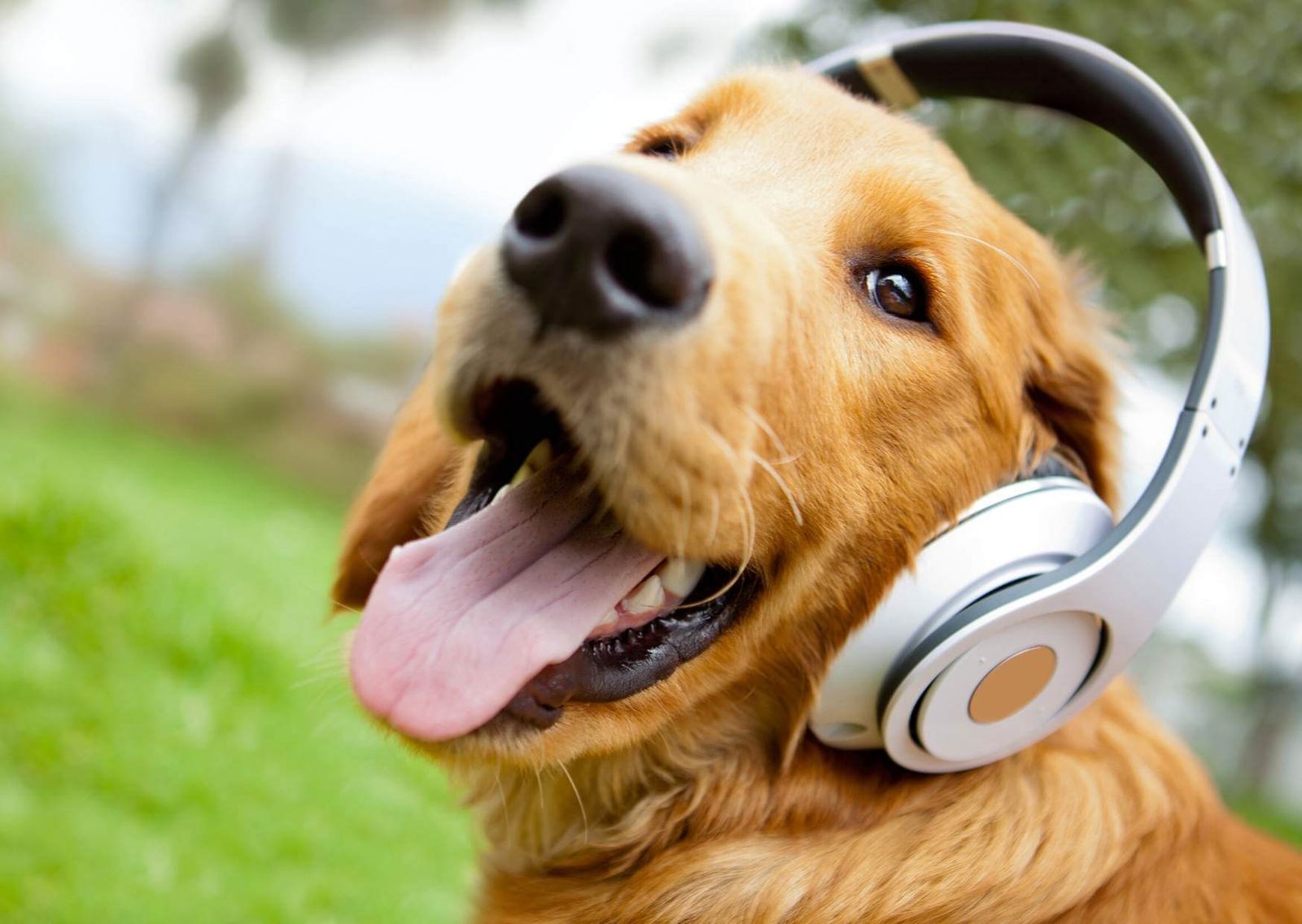 Si tu perro escuchara Spotify probablemente tendría esta playlist