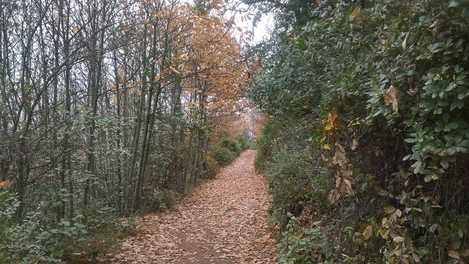 Fotos de la Ruta de los Castañares de Constantina