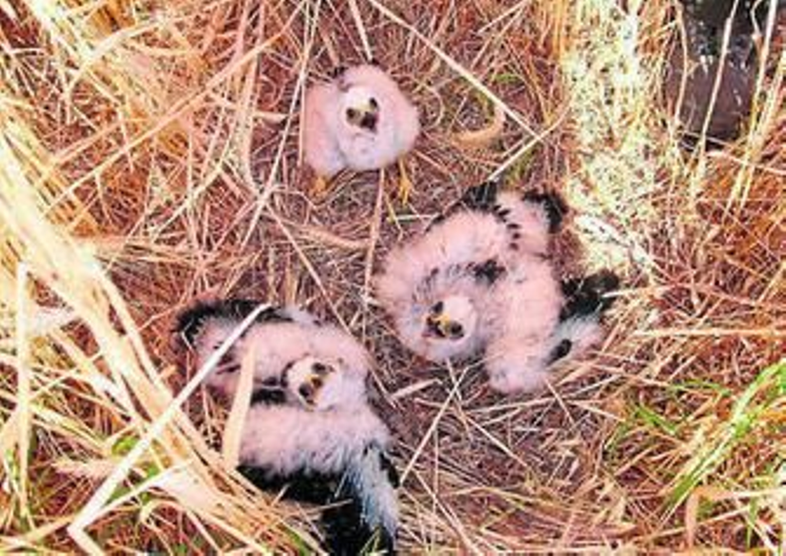 La crianza interrumpida del cenizo