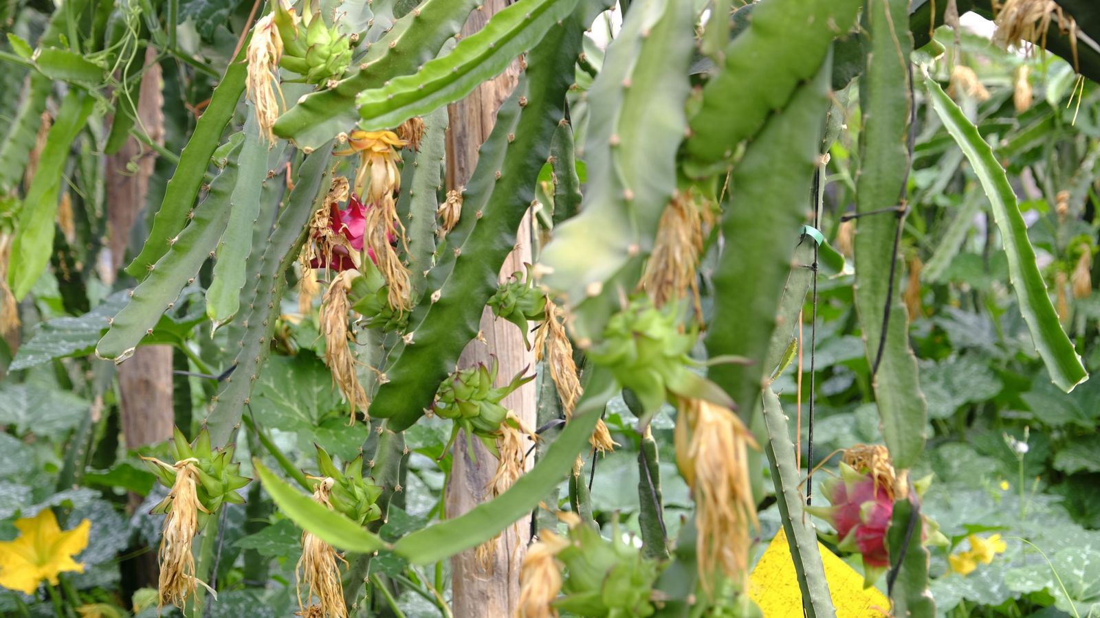 Plantación de pitayas en el invernadero de Paco Hurtado.