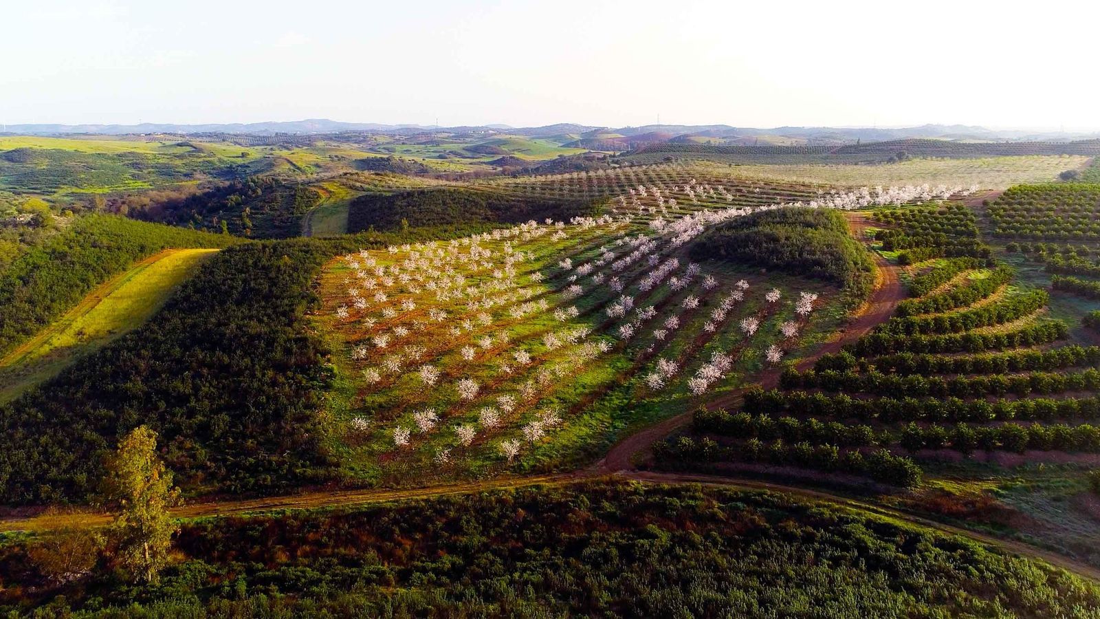 Las transformación de las fincas de esta empresa familiar cien por cien onubense es modélica