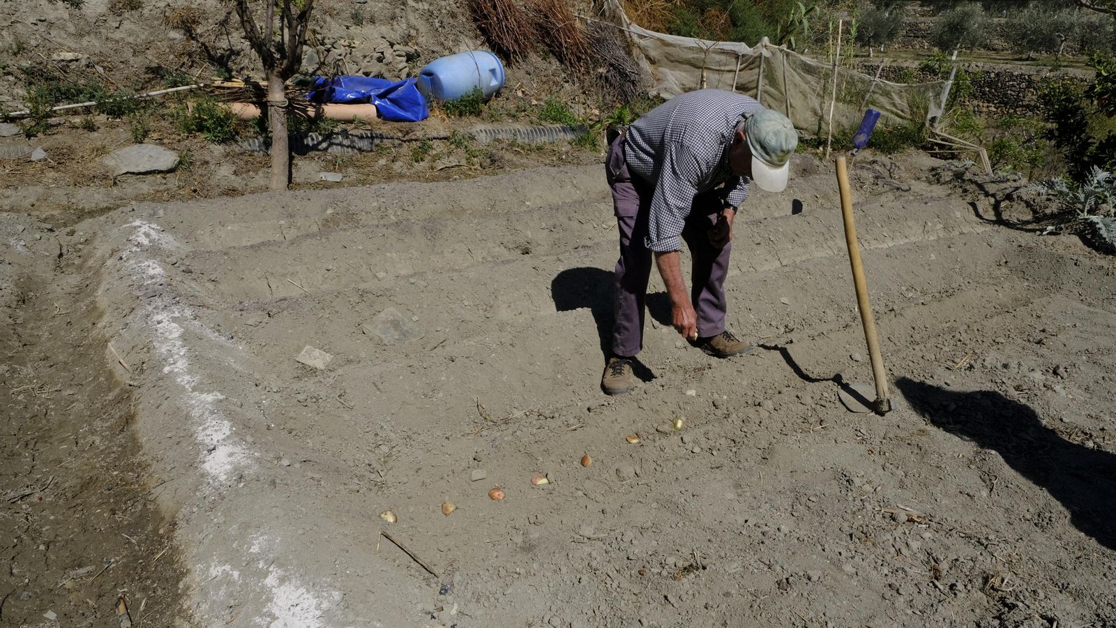 Momento en el que se plantan las patatas.