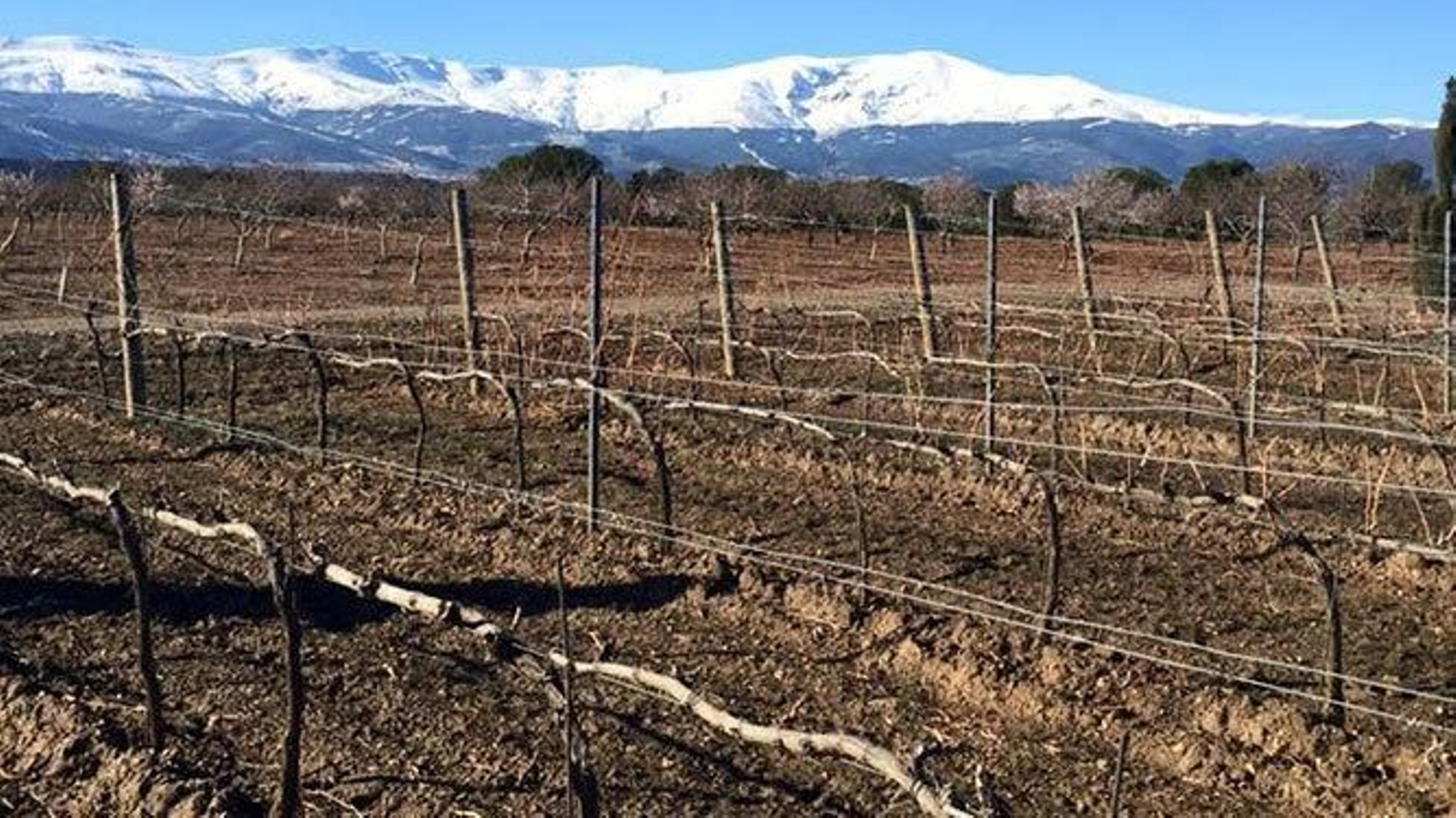 Viñedos del Altiplano de Sierra Nevada.