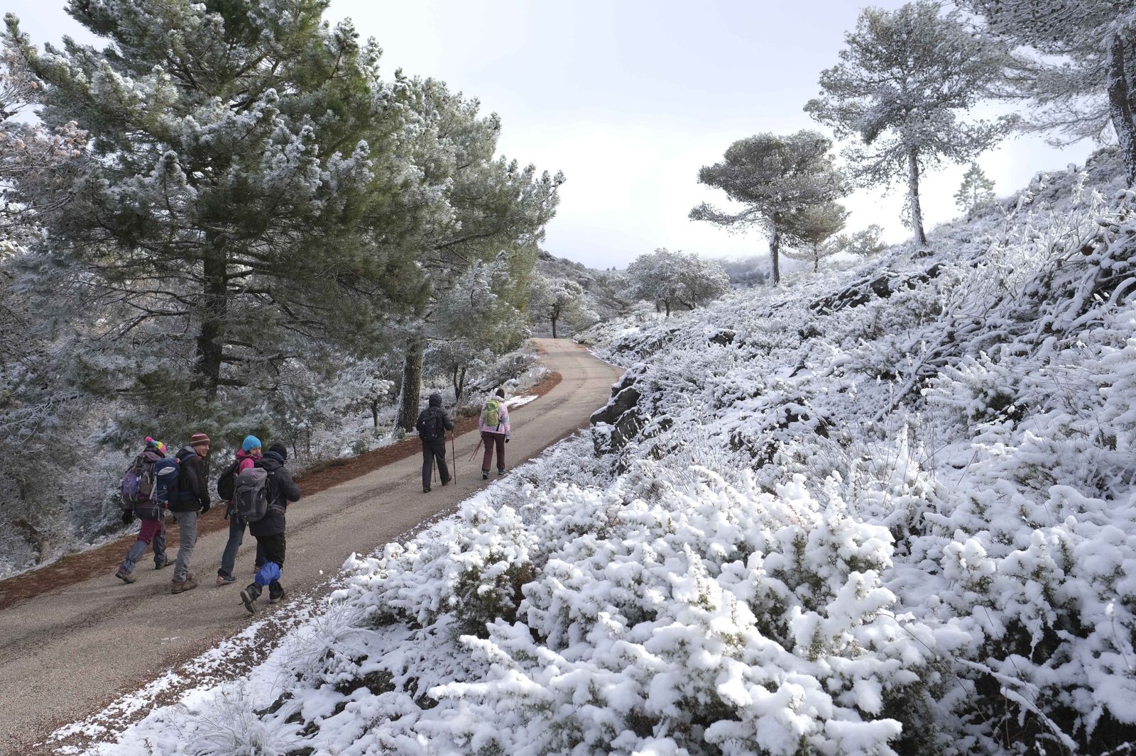 Nevada en la Serranía de Ronda, en fotos.
