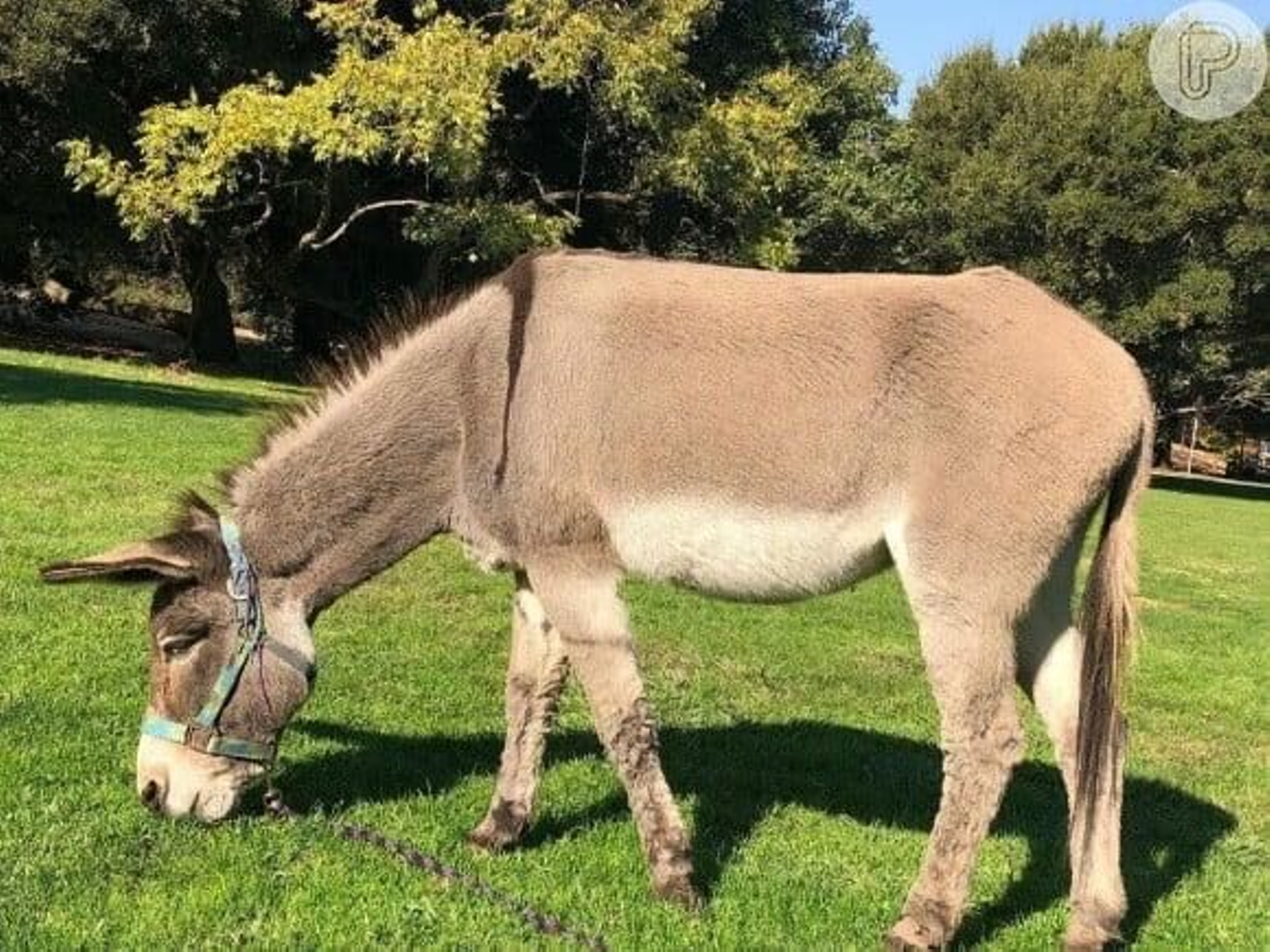 Perry, el burro que inspiró al personaje de Asno Perry, el burro que inspiró al personaje de Asno