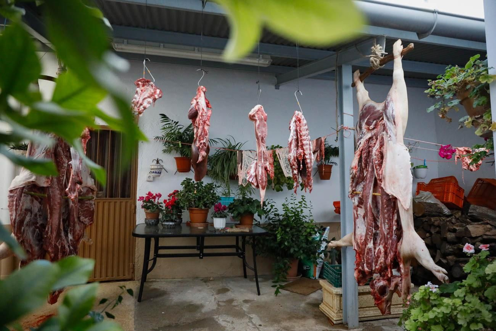 Te contamos en imágenes como son las matanzas en Chirivel