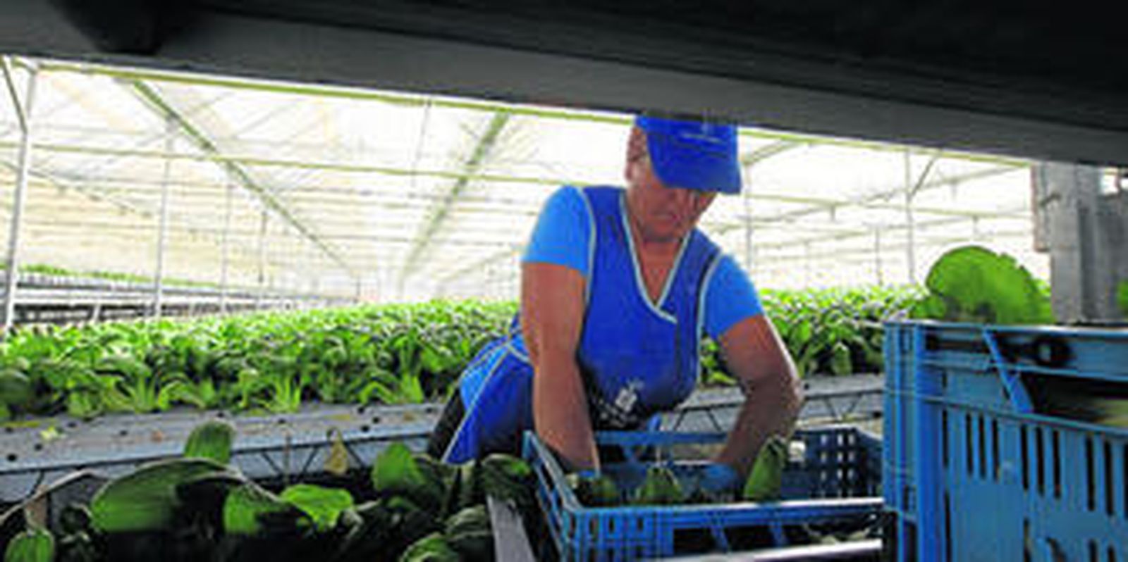 La traslación finaliza exactamente en el momento de la recolección, momento en el que las bandejas móviles se quedan disponibles para trasplantar la planta.