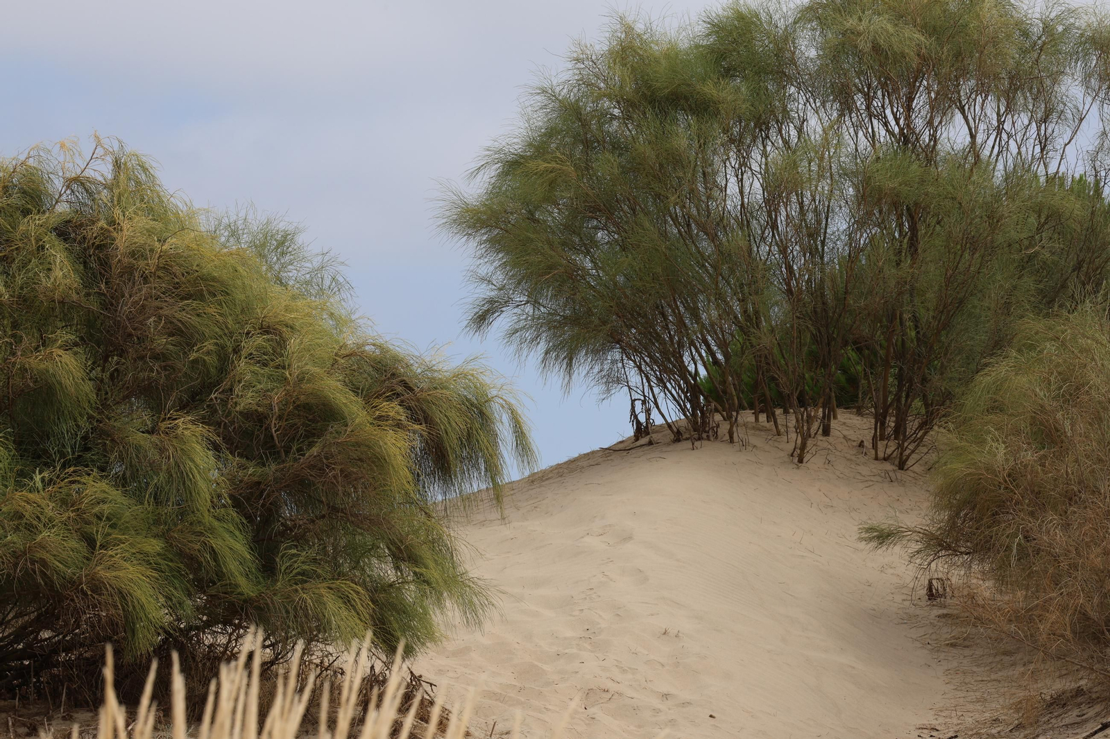 Imágenes de la diversa vegetación de las Dunas del Portil