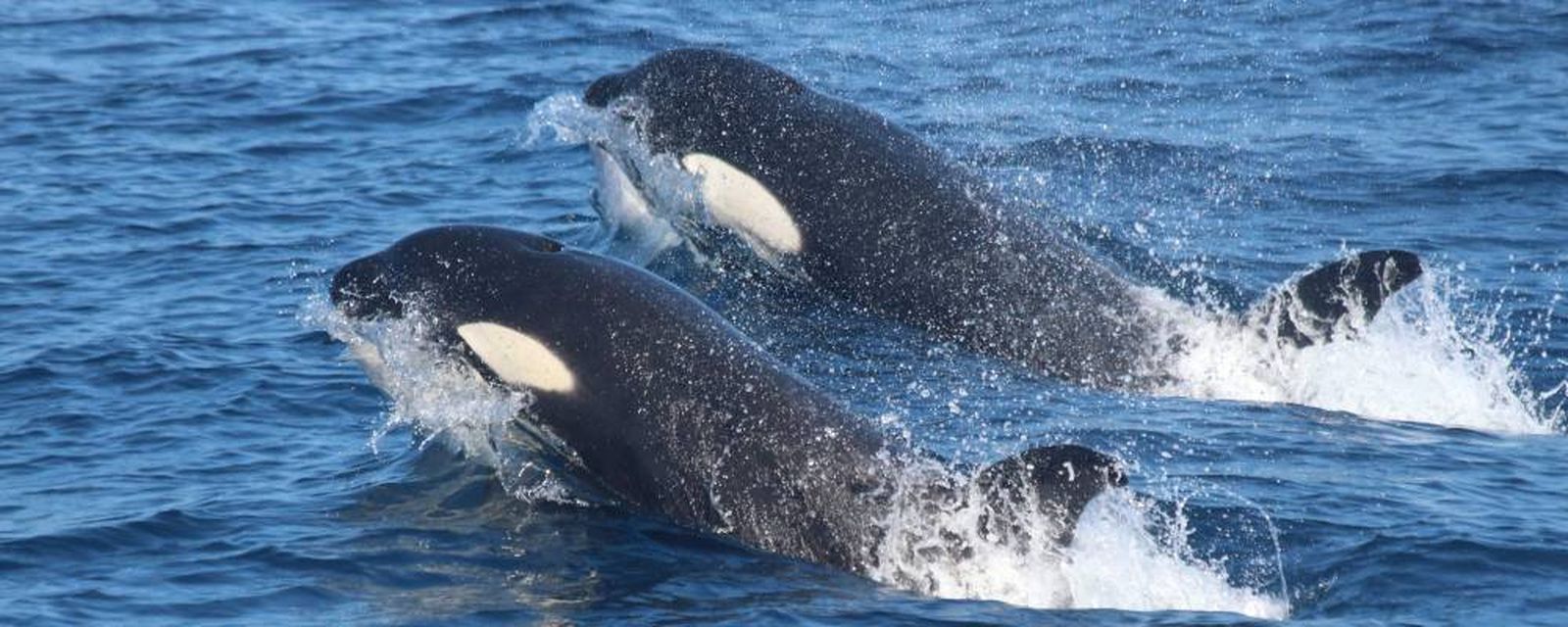 Asisten a un velero atacado por orcas en el estrecho de Gibraltar