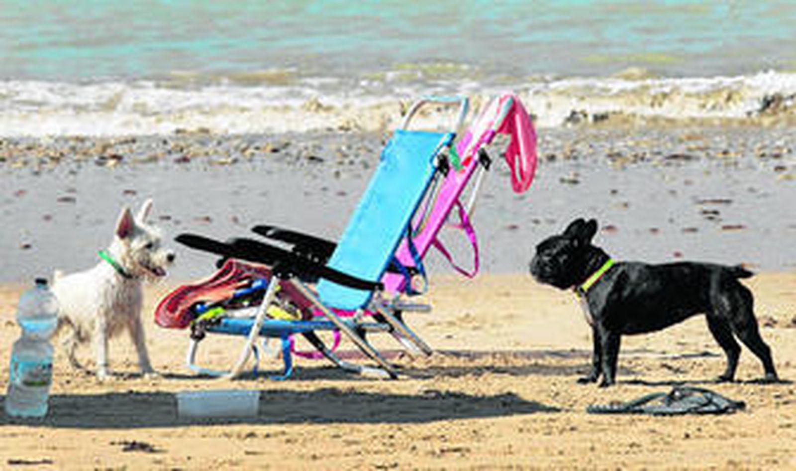 Dos perros se miran cara a cara en la 'playa-can' de Punta Candor, en una imagen de mediados de septiembre.