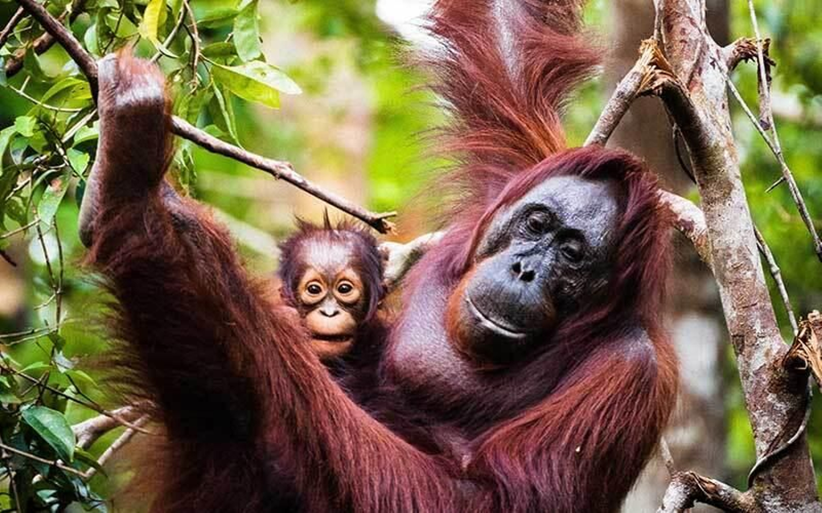 WWF advierte del riesgo de extinción de nuevas especies descubiertas en Sudeste Asiático