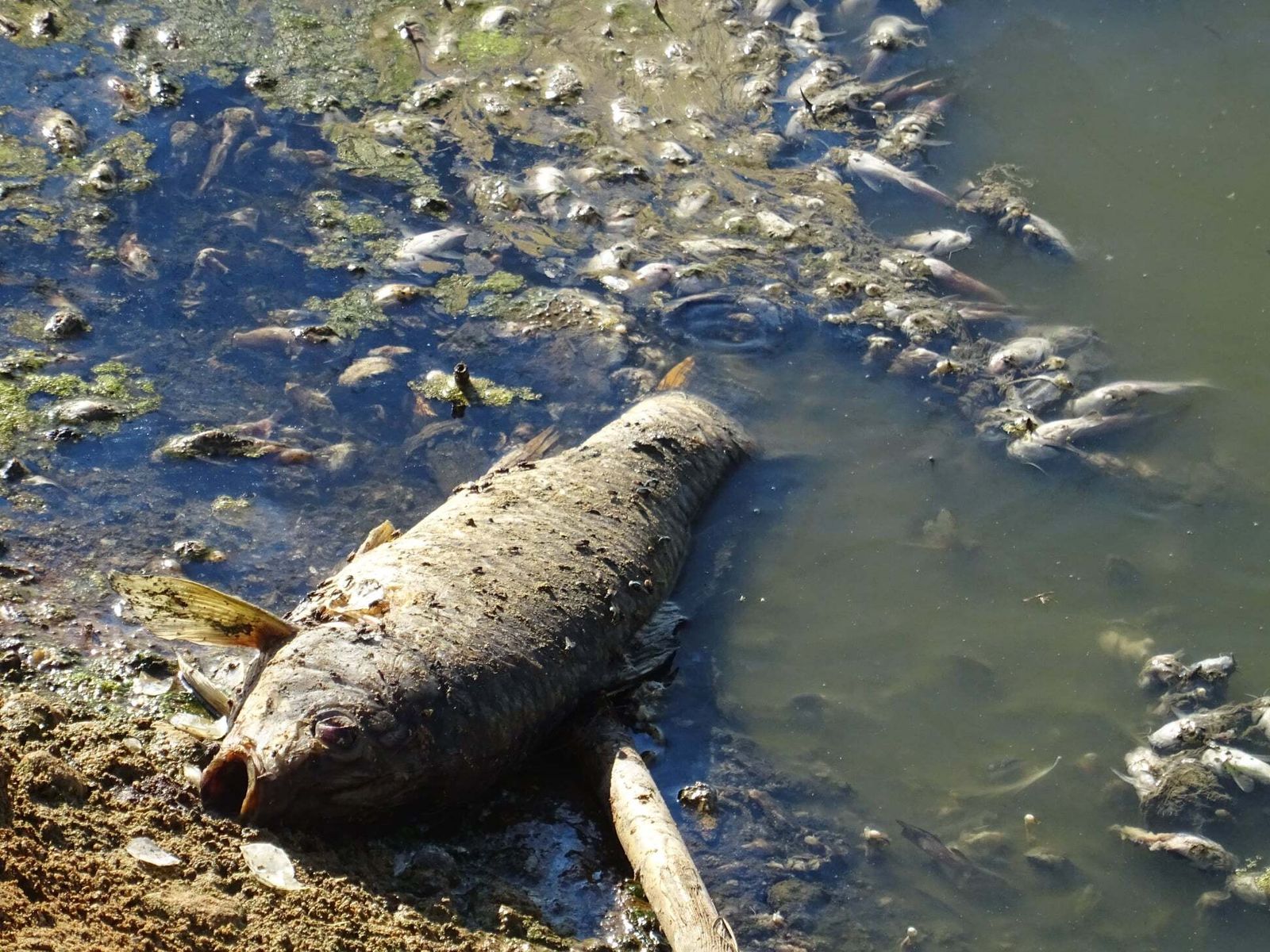 La Laguna de la Mejorada se seca