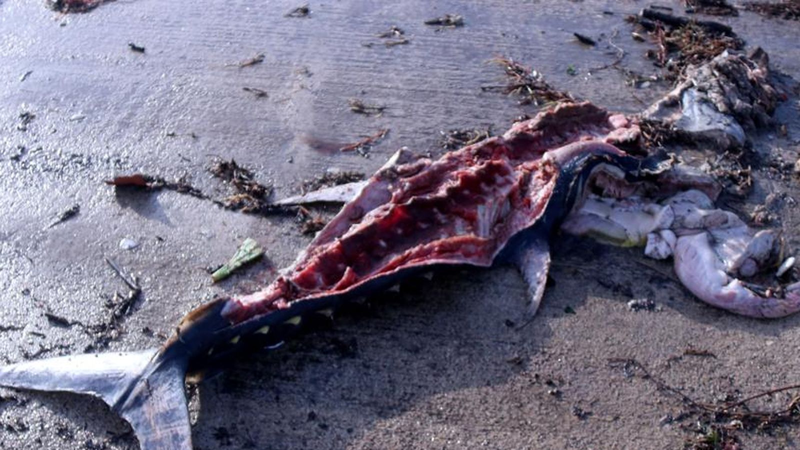 Uno de los atunes muertos aparecidos en el Bajo Ebro tras la tormenta Gloria en 2019 Uno de los atunes muertos aparecidos en el Bajo Ebro tras la tormenta Gloria en 2019