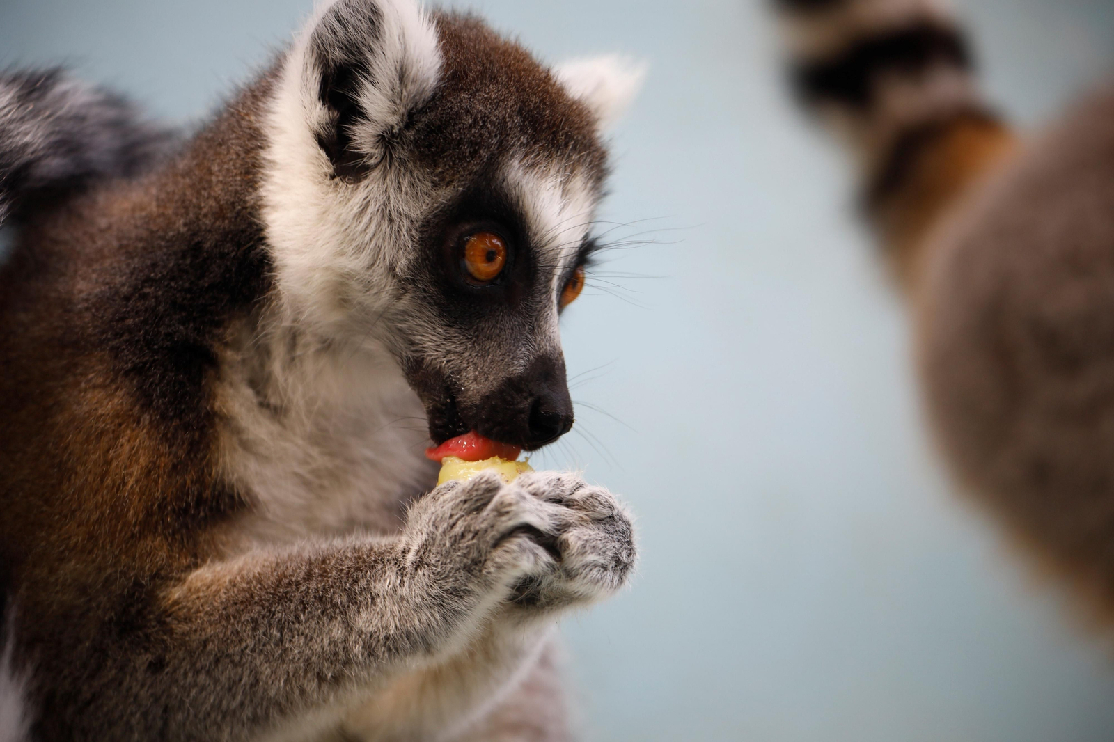 Fotogalería: Así viven los animales del Zoo de Córdoba los meses de verano