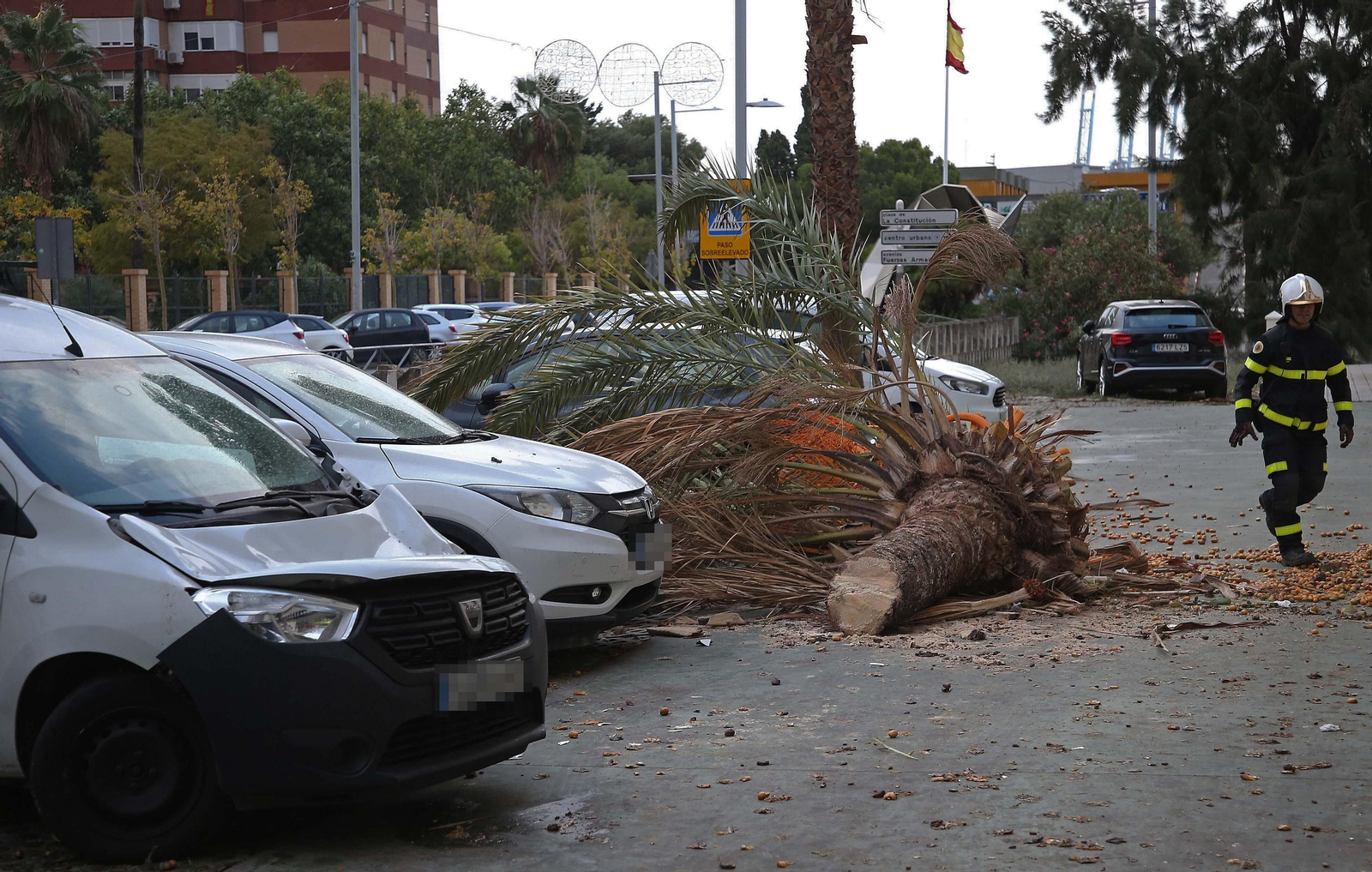 Una palmera caída en Algeciras tras el paso de la borrasca Aline.
