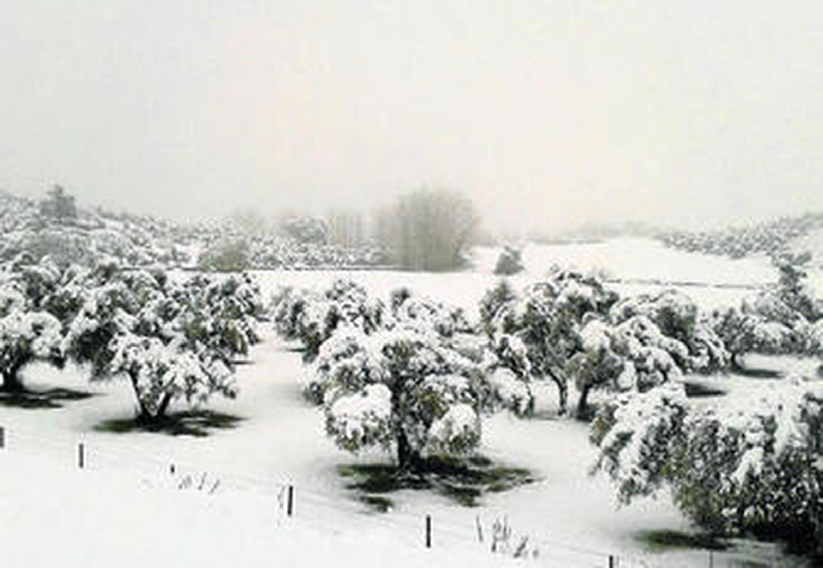 Una zona de olivar, completamente cubierta de nieve, el jueves, en el término de Cazalla de la Sierra.