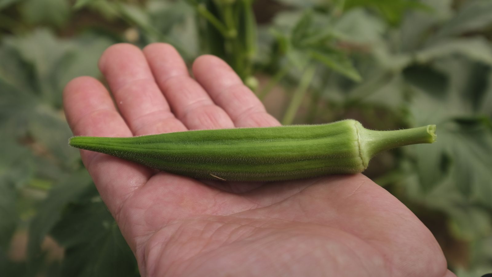 Ocra en el invernadero de Juan Garrido