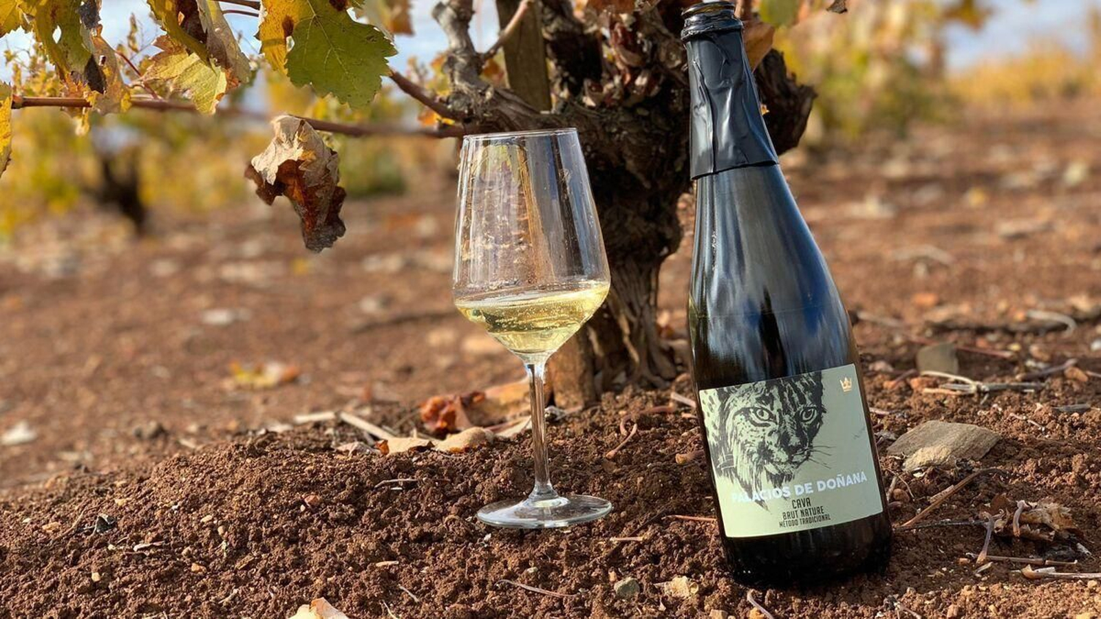 Cava de privilegio del Condado.