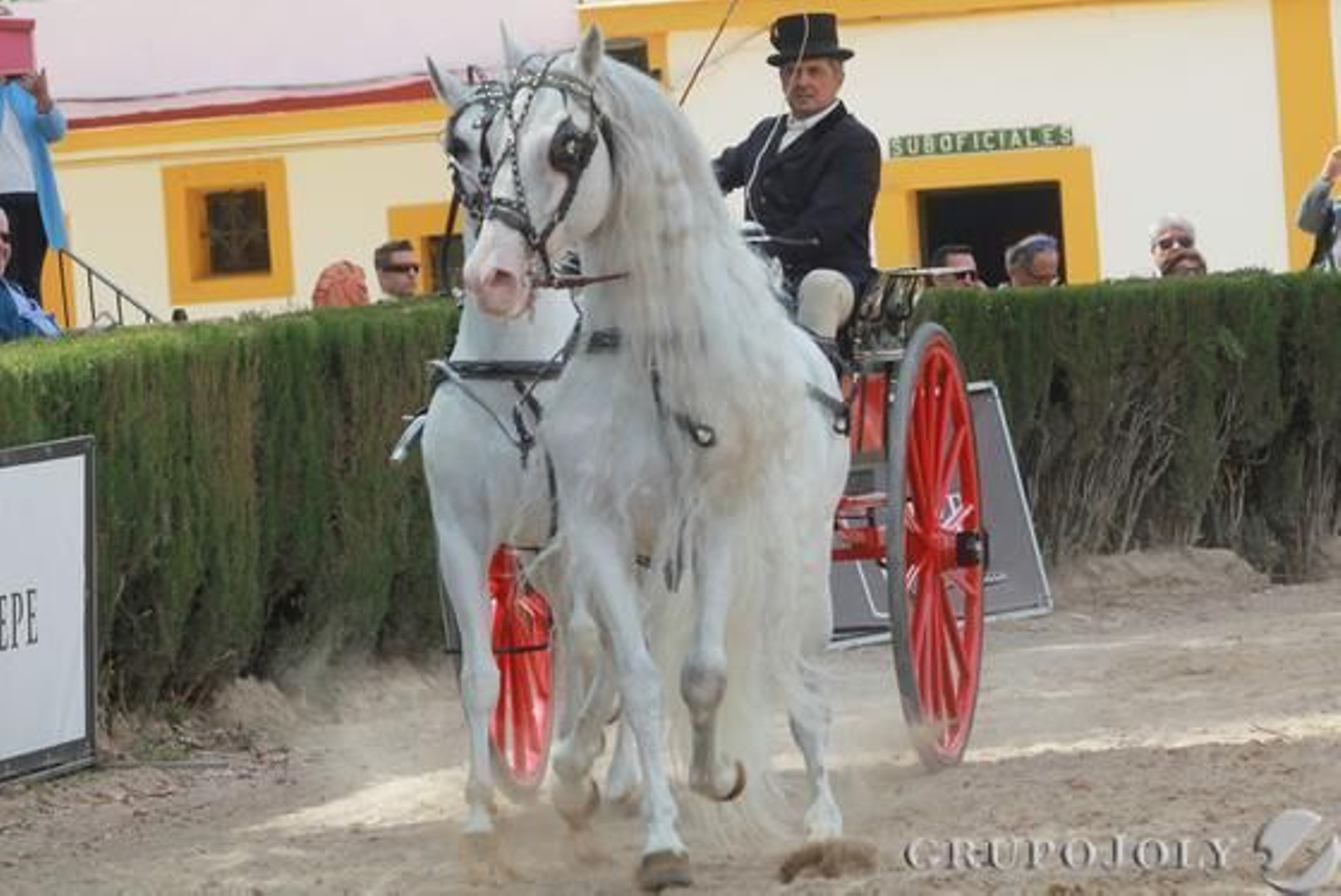 El expresivo tandem de dos caballos blancos llamó la atención sobre la pista del recinto ferial.