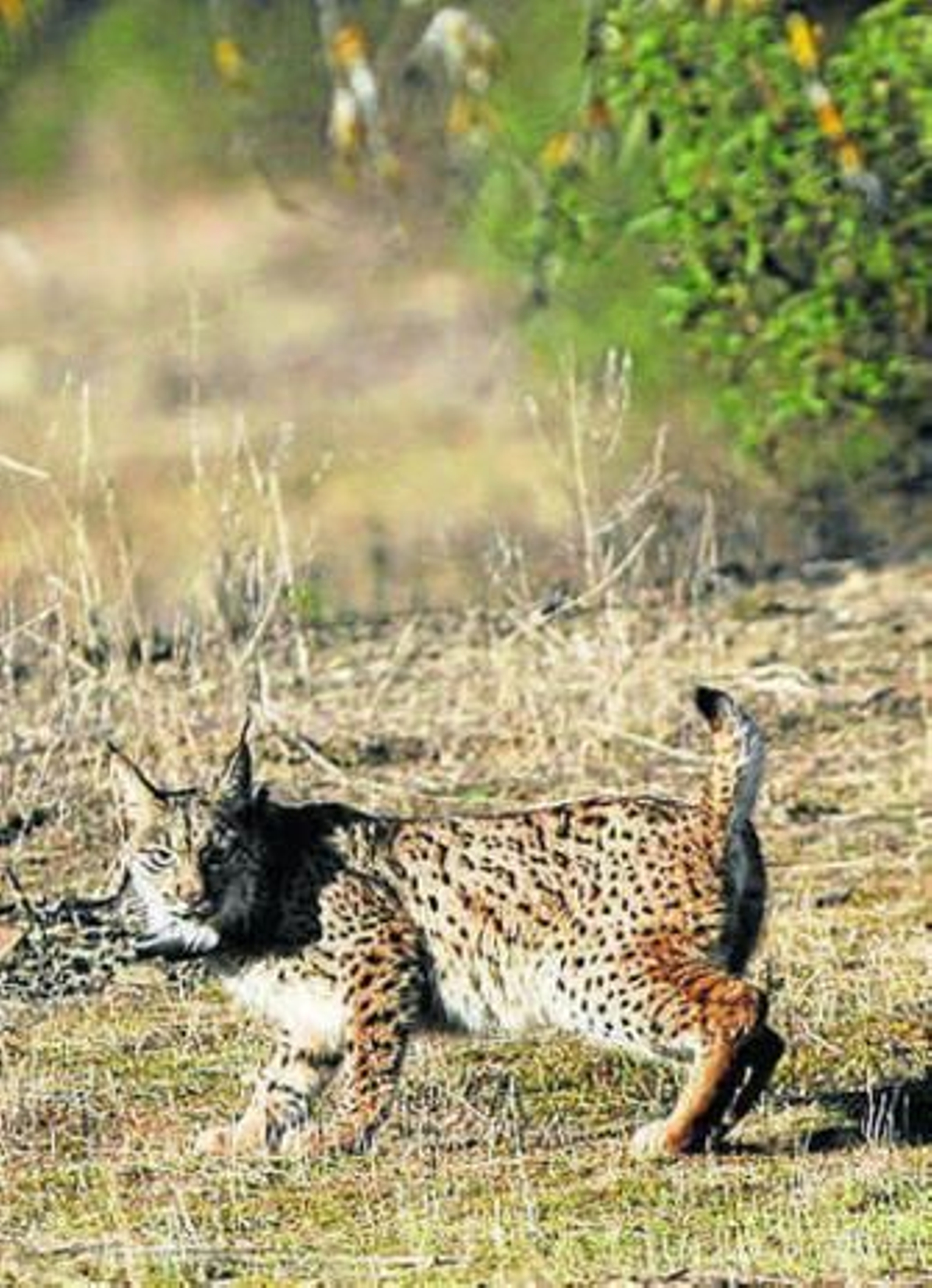 Ejemplar de lince ibérico.