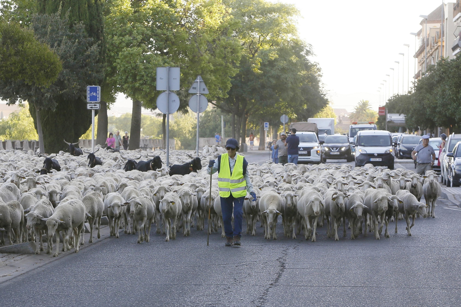 Un paseo trashumante por Córdoba, en imágenes Un paseo trashumante por Córdoba, en imágenes
