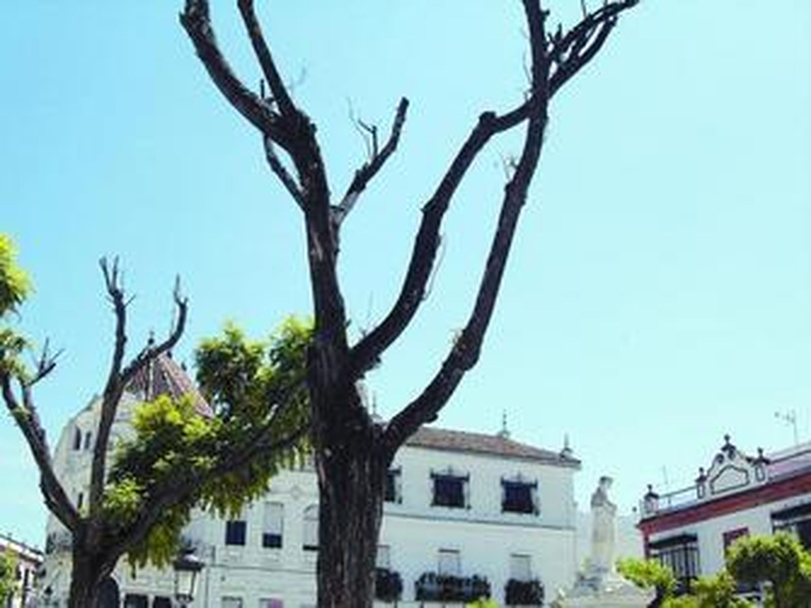 Árboles secos para no se sabe qué