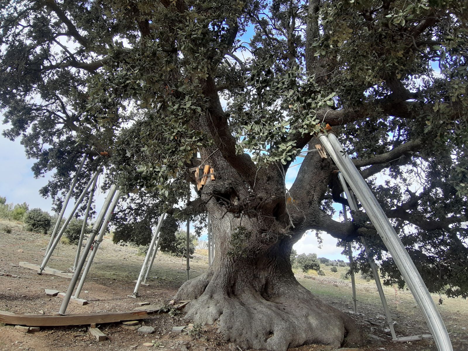 Encina de la Peana de Serón, Monumento Natural de Andalucía
