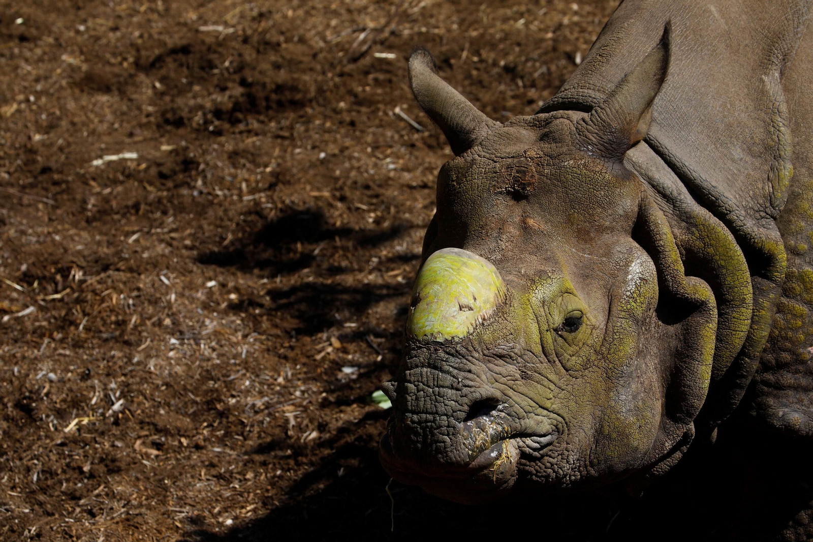 Así es Manas, el rinoceronte indio del Zoo de Córdoba