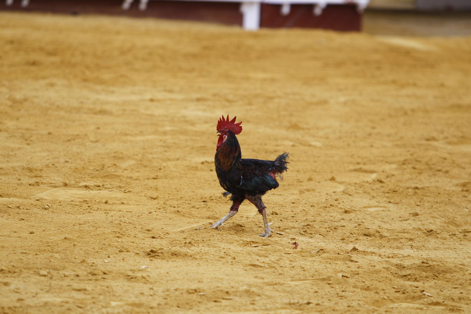 Imágenes de la corrida de rejones en la Feria taurina de Vera 2022