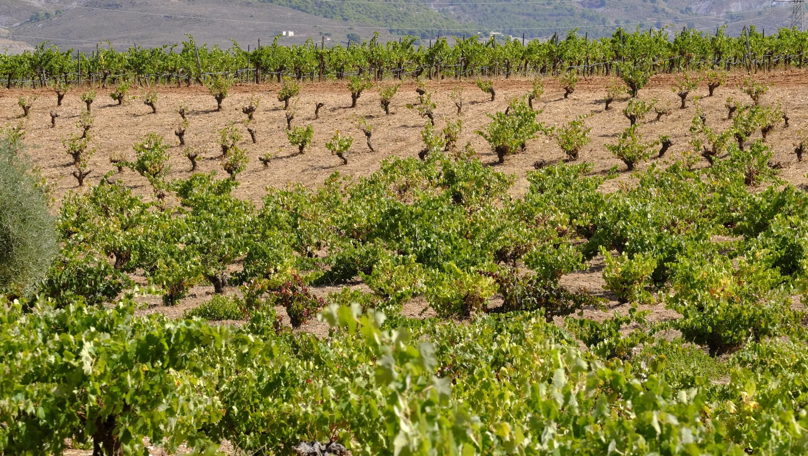 La vendimia en la Bodega Cortijo del Cura de Laujar, en imágenes