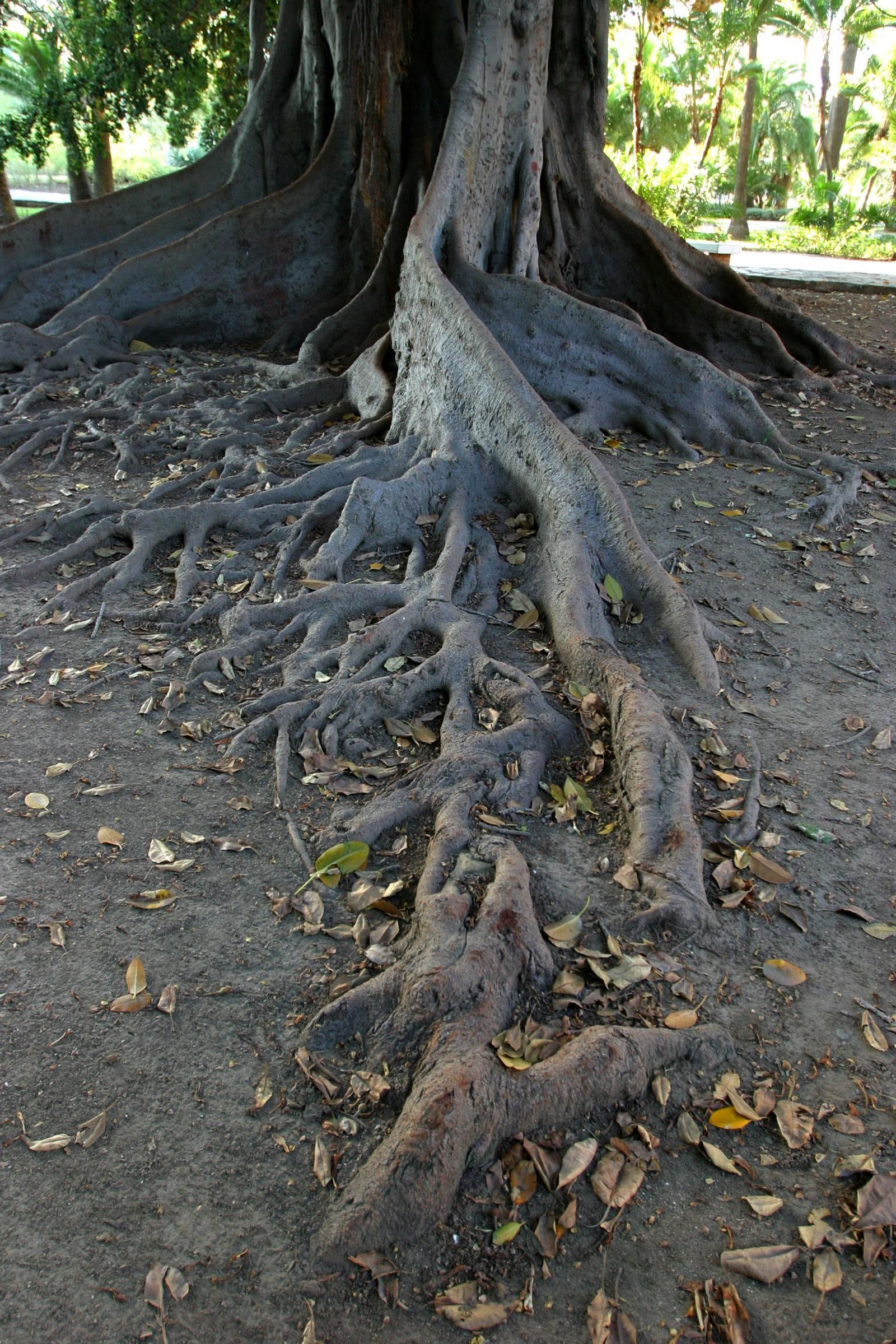 Imagen de archivo de las raíces de un árbol