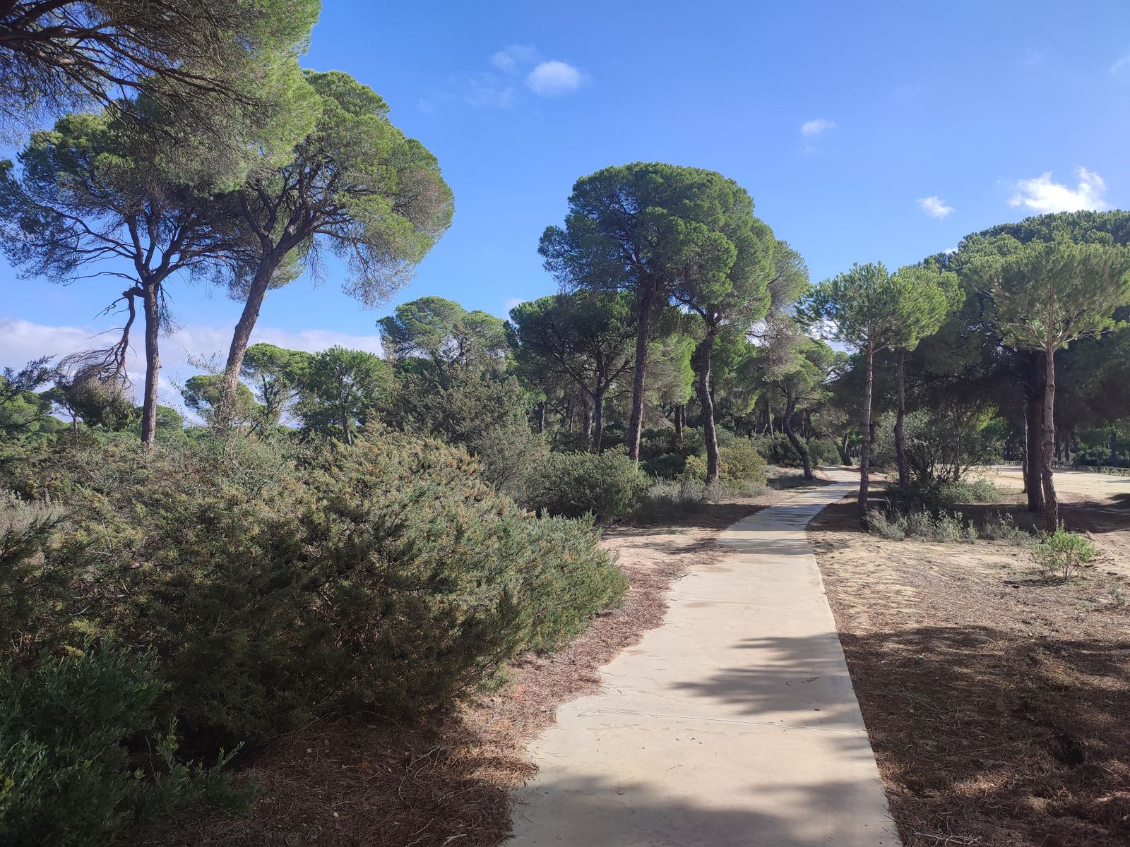 Pinar de La Algaida.