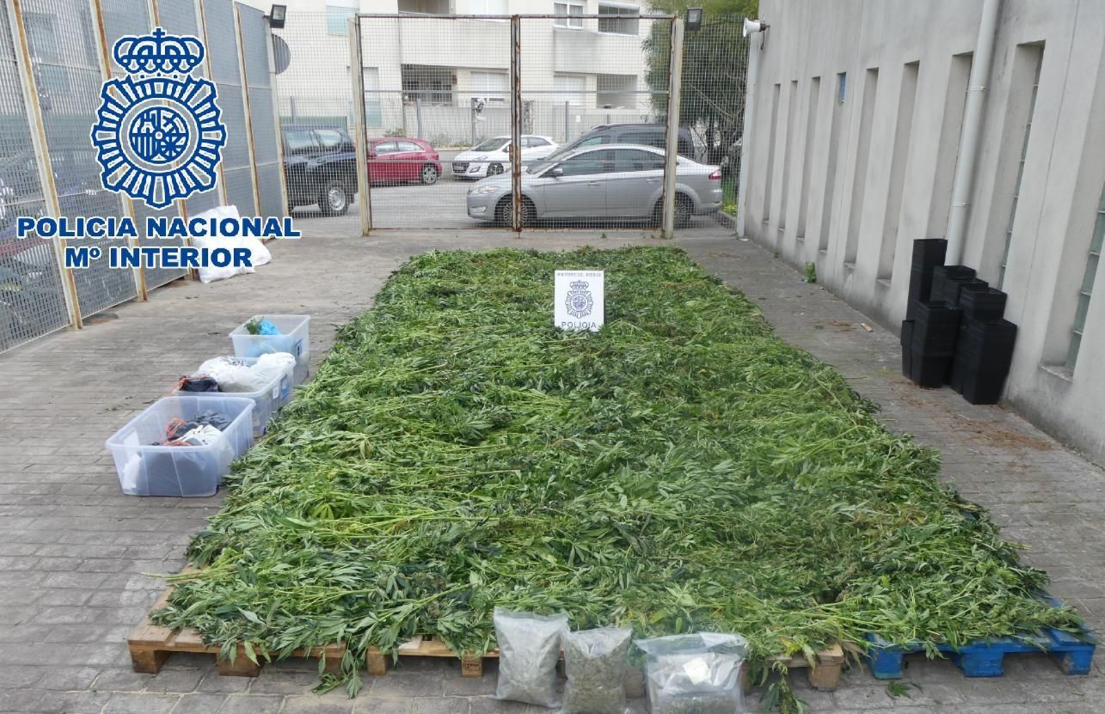 Plantas de marihuana puestas a secar.