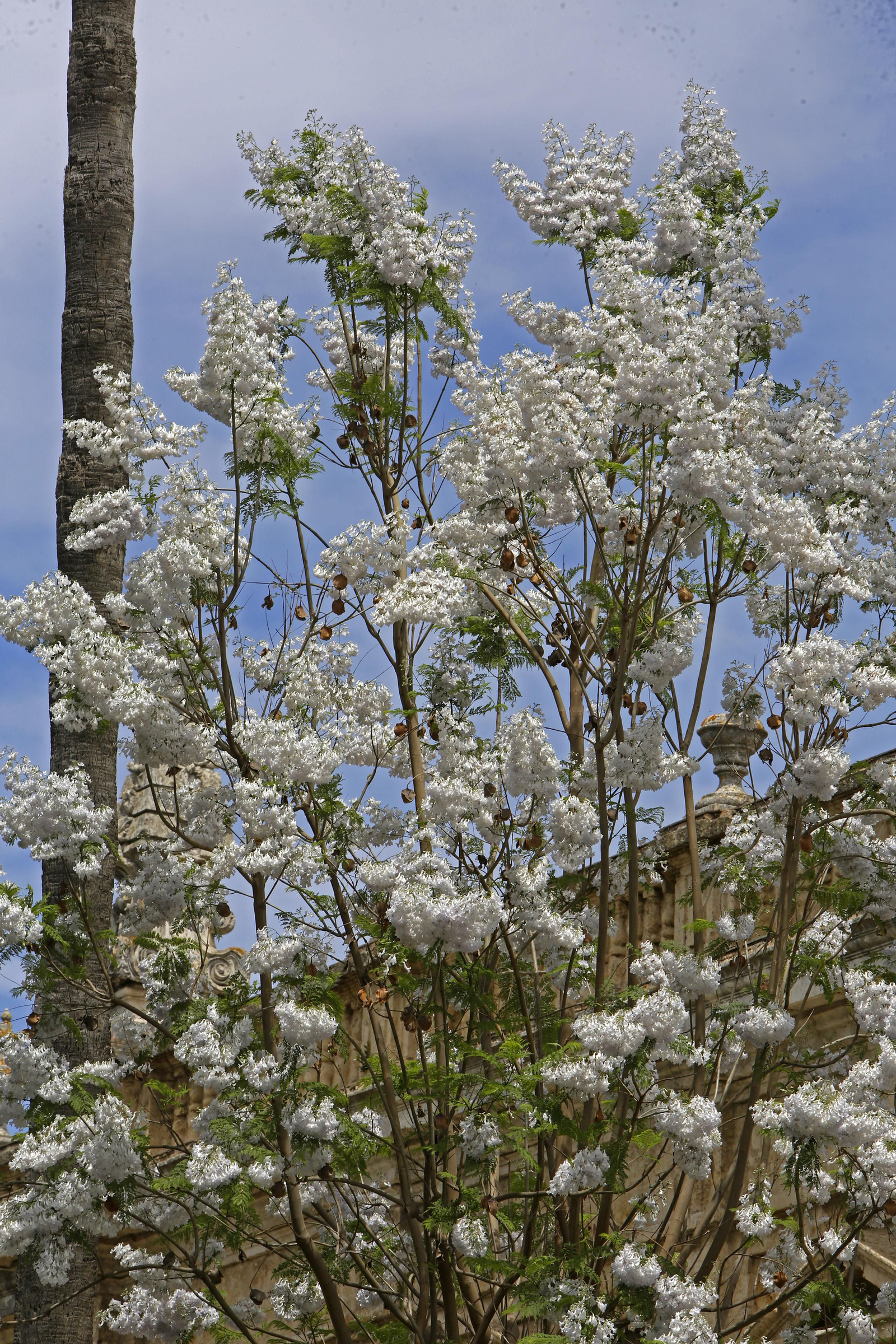 La belleza única de nuestra jacaranda blanca