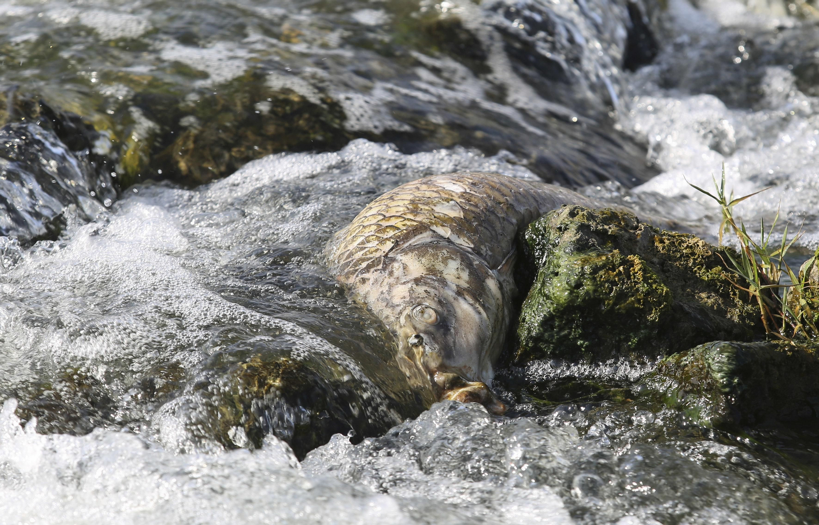 Aparecen cientos de aves y peces muertos en el río Guadalhorce