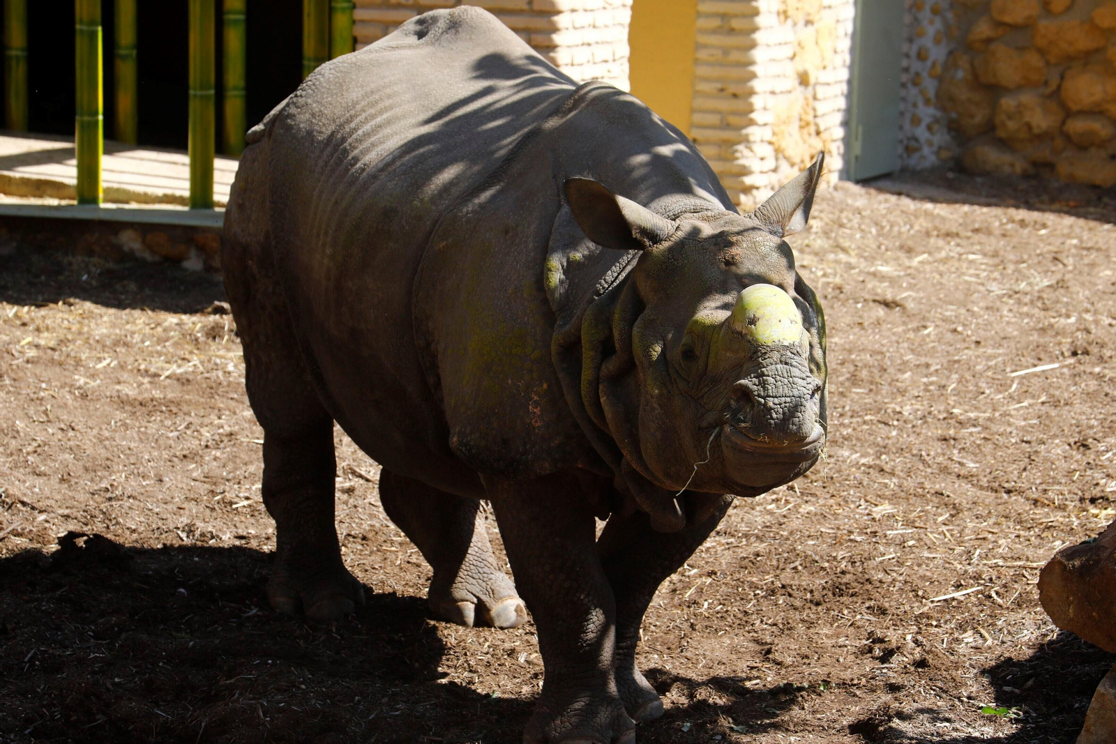 Así es Manas, el rinoceronte indio del Zoo de Córdoba